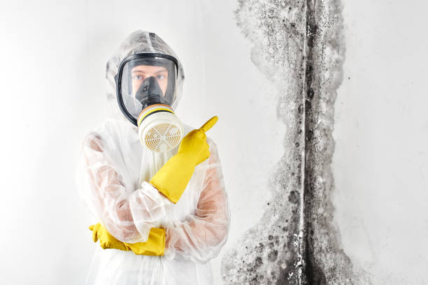 Professional Mold Removal & Remediation in North Seekonk, MA