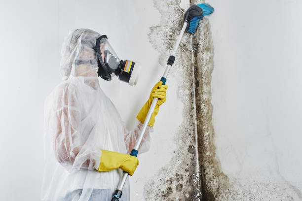 Best Residential Mold Inspection & Testing  in North Seekonk, MA