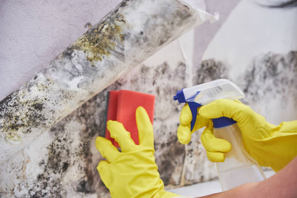 Best Mold Remediation for Rental Properties  in North Seekonk, MA